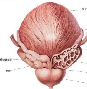 睾丸炎跟哪些因素有关
