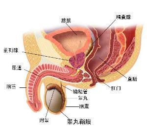男人前列腺痛有什么隐患